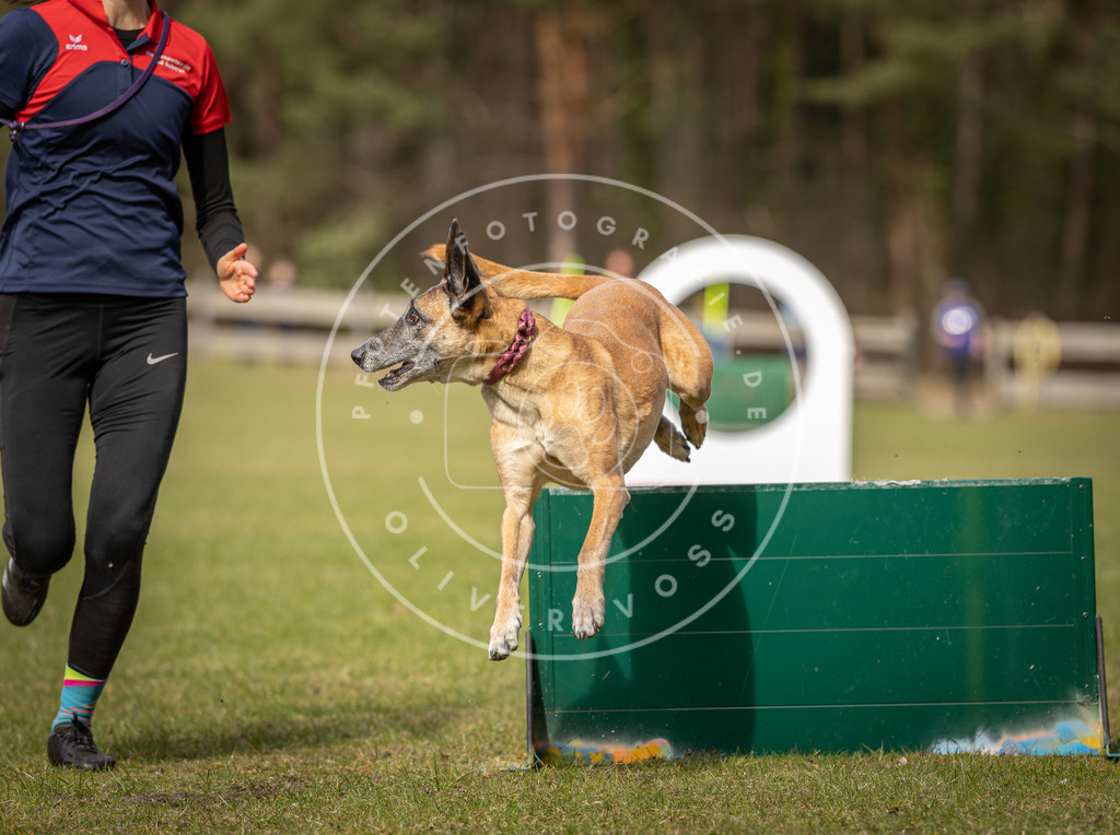 Pfotenfotografie_DV3A8506 | Hundefotografie, Tierfotograf, Pfotenfotografie, Fotoshooting Hund, Hunde Portrait, Hundesport, Hundeportraits, Heideshooting, Hunde, Sportfotograf, Hundefotograf, Turnierhundsport, THS,  - Realisiert mit Pictrs.com