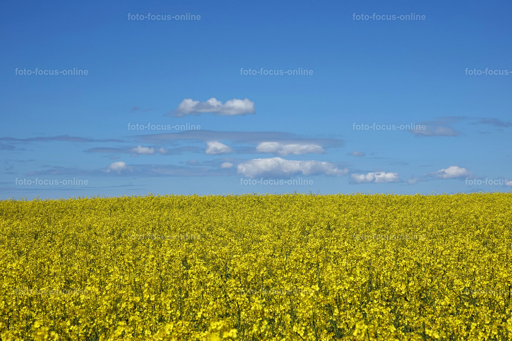 Rhapsody in yellow | rape fields