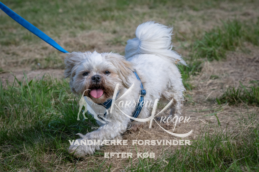 1101_ZZ90313 | kk-dogfotos