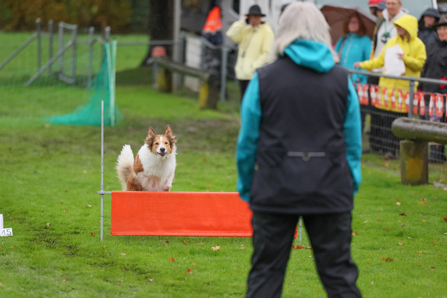 2025_Rally_Obedience_SM-107 | Ich fotografiere Hundeausstellungen, Sportanlässe, Zuchtstätten, Hundezucht, Hundeportrait, Lagotto - Realisiert mit Pictrs.com