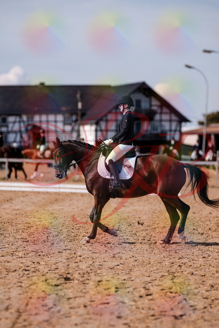 2026_10_03_Siefer-Hof_125827_Z81_48536994 | Professionelle Reitsport-, Turnier- und Eventfotografie von Robert Broda. Galerien mit ausgewählten und bearbeiteten Bildern direkt online ansehen und bestellen.