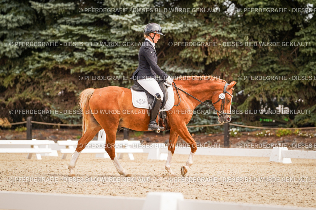 DSC02118 | Pferdegrafie