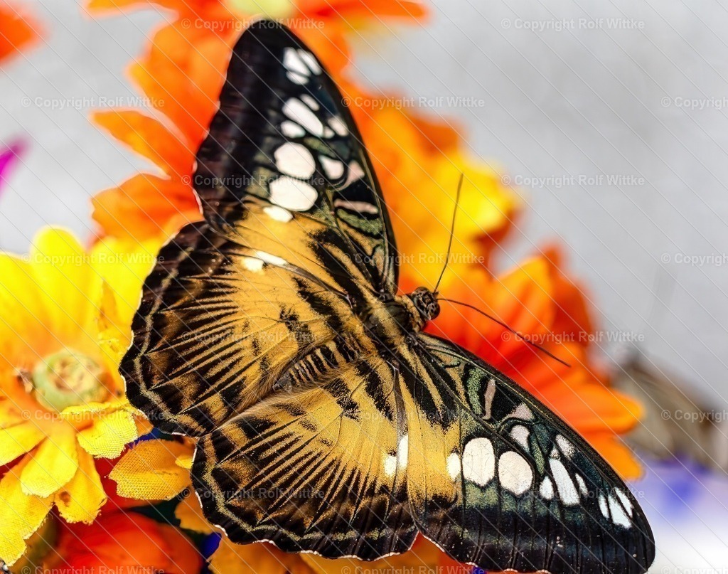 Falter2.9 | Rolf Wittke  - Realisiert mit Pictrs.com