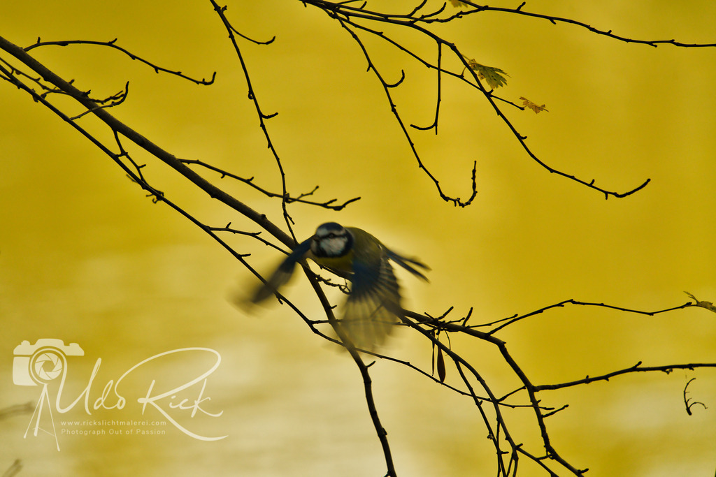 Blaumeise3 | Entdecken Sie Fotografie aus Leidenschaft: Auftragsfotografie, HD-Fotos, Geschenkartikel aus Ihren Bildern und vieles mehr. Beauftragen Sie uns für besondere Momente!