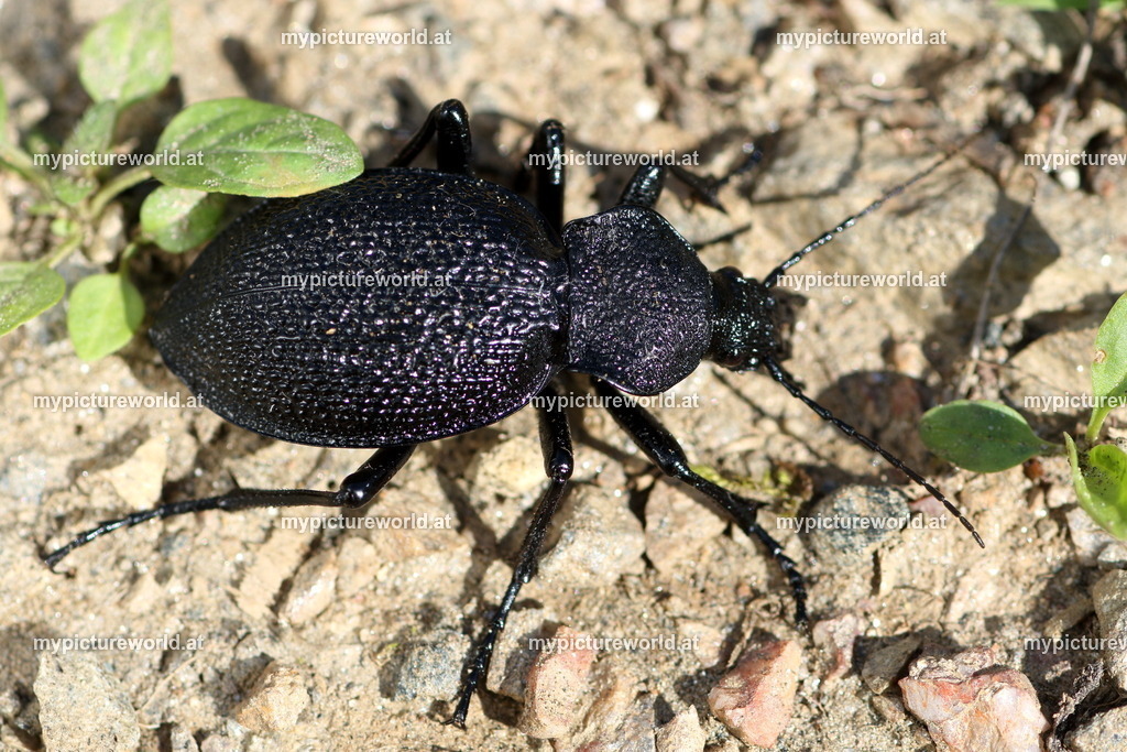 Carabus gigas-005 | Das Bilderarchiv über Tiere, Planzen und Landschaften. In der Bilddatenbank finden Sie ein große Auswahl an hochwertigen Bilder für Ihre Werbung - Realized with Pictrs.com