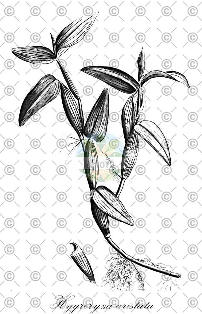 HistAbb_wfo-0000726890_1_ENZY_Simple | Historische Abbildung von Hygroryza aristata - Poaceae | Historical Illustration of Hygroryza aristata - Poaceae (asian watergrass)