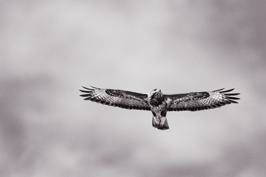 Mäusebussard | Ein Mäusebussard im Flug.