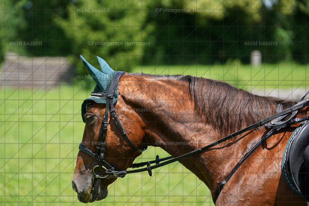 20240622-FAH06900 | Turnierfotografen Bayern, Reitsportbilder aus dem Geländekurs mit Felix Etzel auf dem Gut Waitzacker 2024