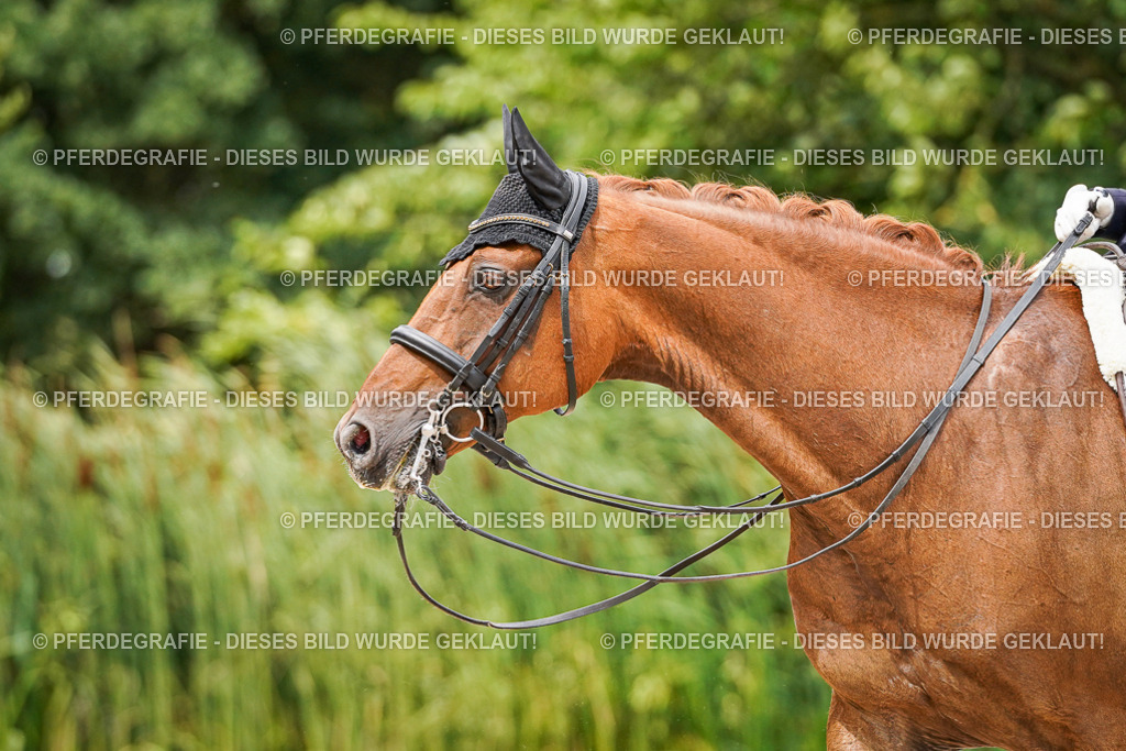 DSC05077 | Pferdegrafie