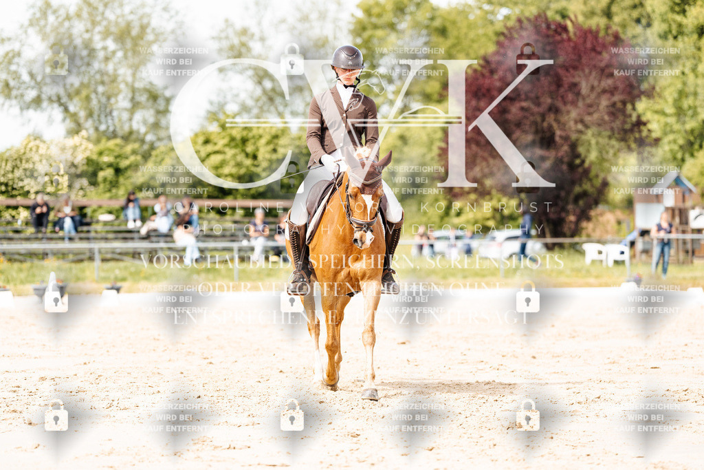 CK901370 | Turnierfotografie Pferdefotografie Trier Rheinland-Pfalz Pferdesport Reitsport Tierfotografie Sportfotografie Pferdevideo Pferdevideografie Equestrianvideography equestrianphotography  - Realisiert mit Pictrs.com