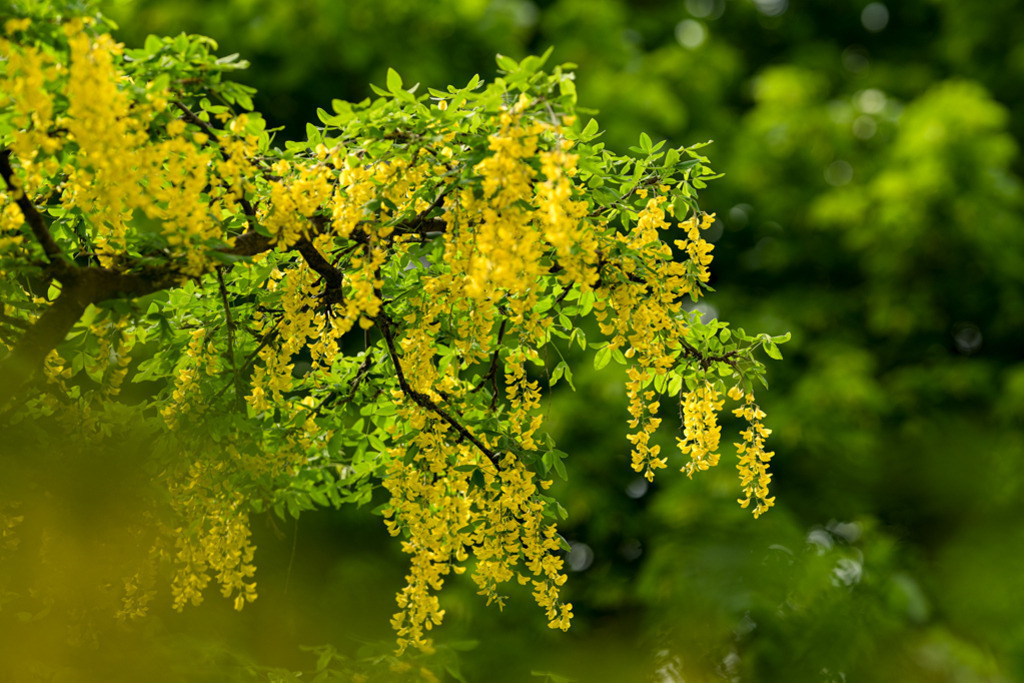 Goldregen | Im Frühjahr leuchten die Blüten des Goldregens an einem schwarzen Ast; Blätter und Schatten erzeugen Lichtspiele im Hintergrund. — Auflösung des Originals: 8256 x 5504 px. - Realisiert mit Pictrs.com