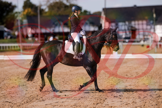 2026_10_03_Siefer-Hof_121426_Z81_16503791 | Professionelle Reitsport-, Turnier- und Eventfotografie von Robert Broda. Galerien mit ausgewählten und bearbeiteten Bildern direkt online ansehen und bestellen.