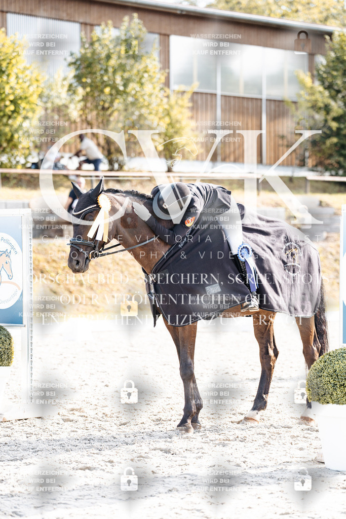 CK901747 | Turnierfotografie Pferdefotografie Trier Rheinland-Pfalz Pferdesport Reitsport Tierfotografie Sportfotografie Pferdevideo Pferdevideografie Equestrianvideography equestrianphotography  - Realisiert mit Pictrs.com