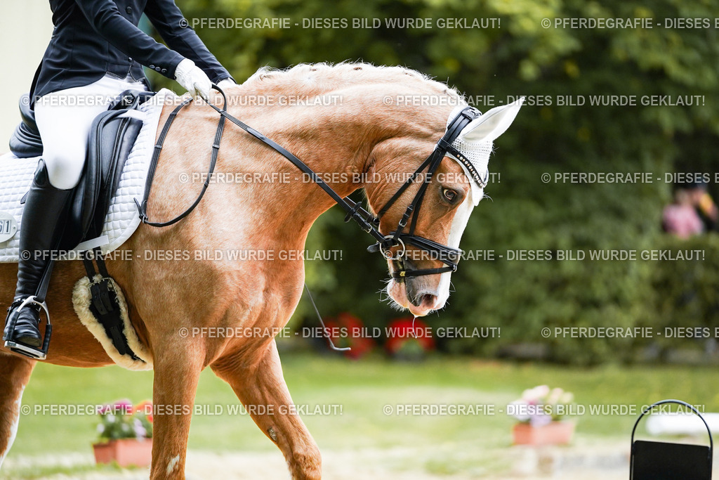 DSC01271 | Pferdegrafie