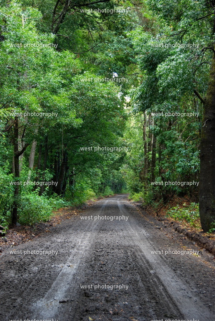 Villarrica forest - CHI 2011 | west photography - Realisiert mit Pictrs.com