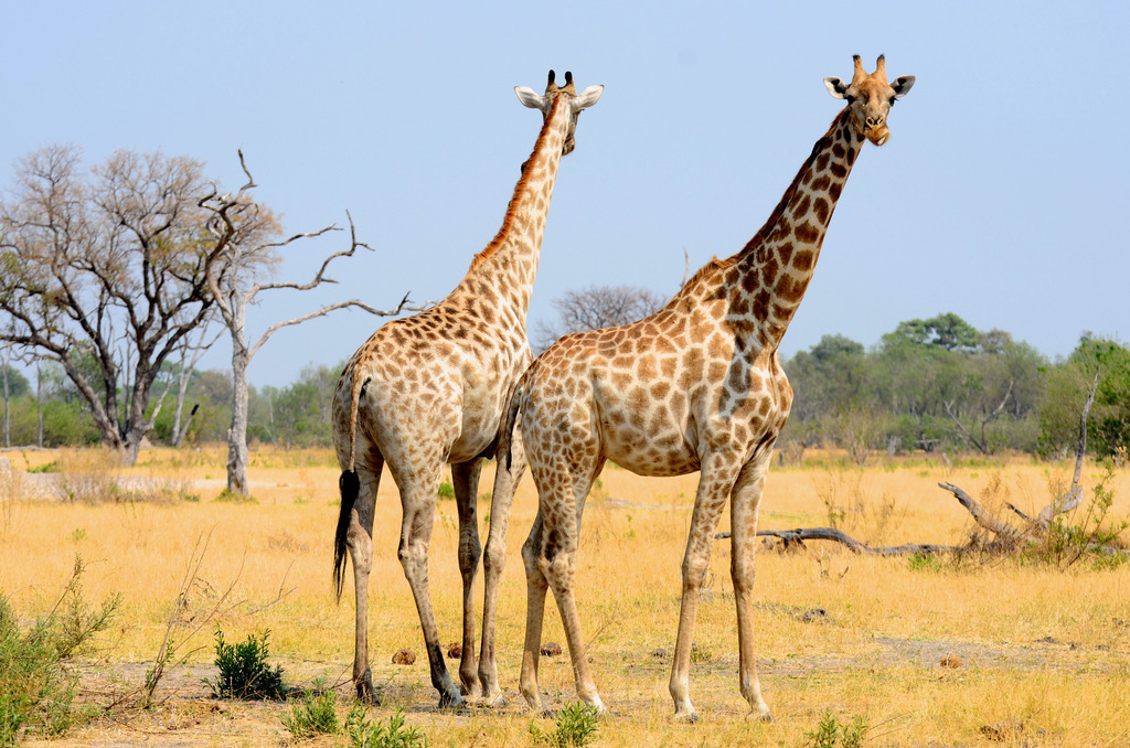 DSC_2240 | Ich fotografiere aus Leidenschaft auf meinen Reisen und im Rhein- / Ruhrgebiet , Landschaften, Tiere und Porträts. 

Kaufen Sie die Bilder (u.a. Venedig, Südtirol, Galapagos, Düsseldorf, Indien, Blumen etc.) in einer geschützten Galerie bequem online. - Realisiert mit Pictrs.com