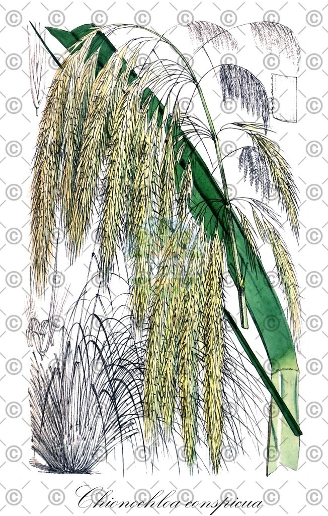 HistAbb_wfo-0000005158_1_ENZY_Simple | Historische Abbildung von Chionochloa conspicua - Poaceae | Historical Illustration of Chionochloa conspicua - Poaceae