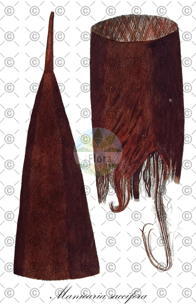 HistAbb_wfo-0000235399_3_ENZY_Simple | Historische Abbildung von Manicaria saccifera - Arecaceae | Historical Illustration of Manicaria saccifera - Arecaceae