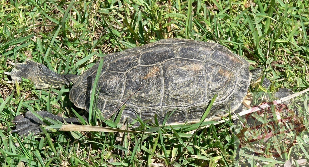 Turtle walking through green grass in sunlight | Turtle walking in green grass, enjoying outdoor summer nature - Realisiert mit Pictrs.com