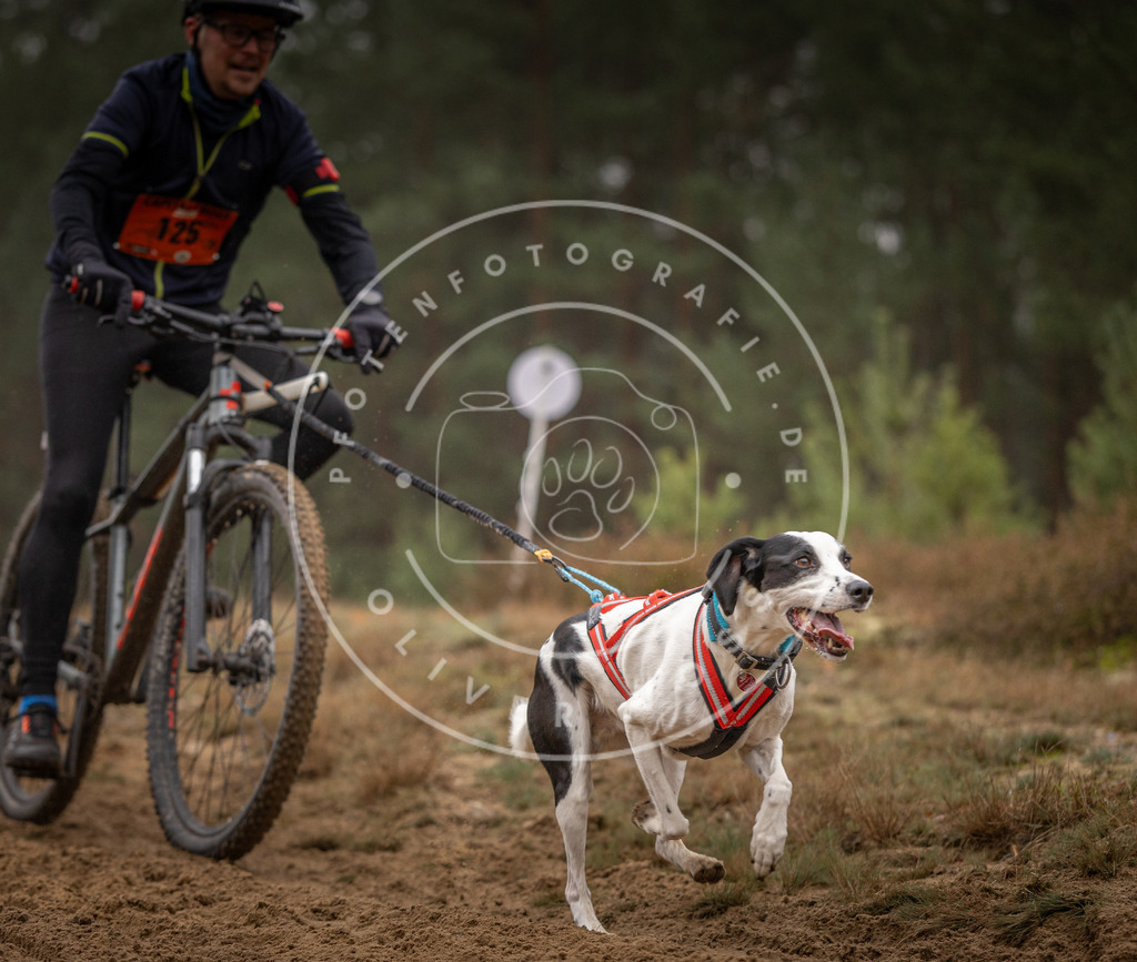 Pfotenfotografie_DV3A3579 | Hundefotografie, Tierfotograf, Pfotenfotografie, Fotoshooting Hund, Hunde Portrait, Hundesport, Hundeportraits, Heideshooting, Hunde, Sportfotograf, Hundefotograf, Turnierhundsport, THS,  - Realisiert mit Pictrs.com