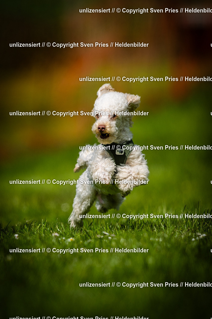 Sven Pries | 2025-04-13 - Hunderennen Baden-Baden - Realisiert mit Pictrs.com