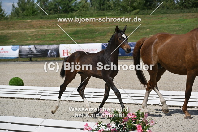 30_Escaneno - Quaterback_935_5115 | Björn Schroeder Pferdefotografie