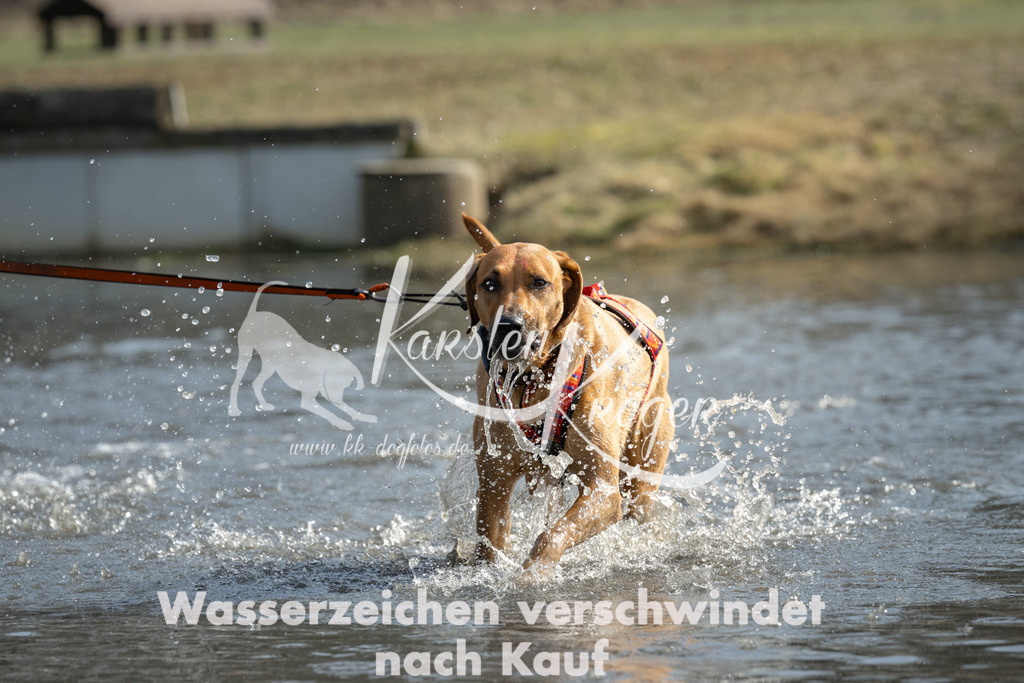 1233_ZZ90556 | kk-dogfotos