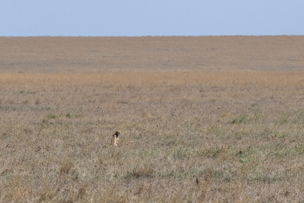Serengeti Nationalpark - 28. September 2022 | Gepard im Serengeti Nationalpark.
Bild: Sportfotografie Markus Aeschimann | www.markus-aeschimann.ch - Realisiert mit Pictrs.com
