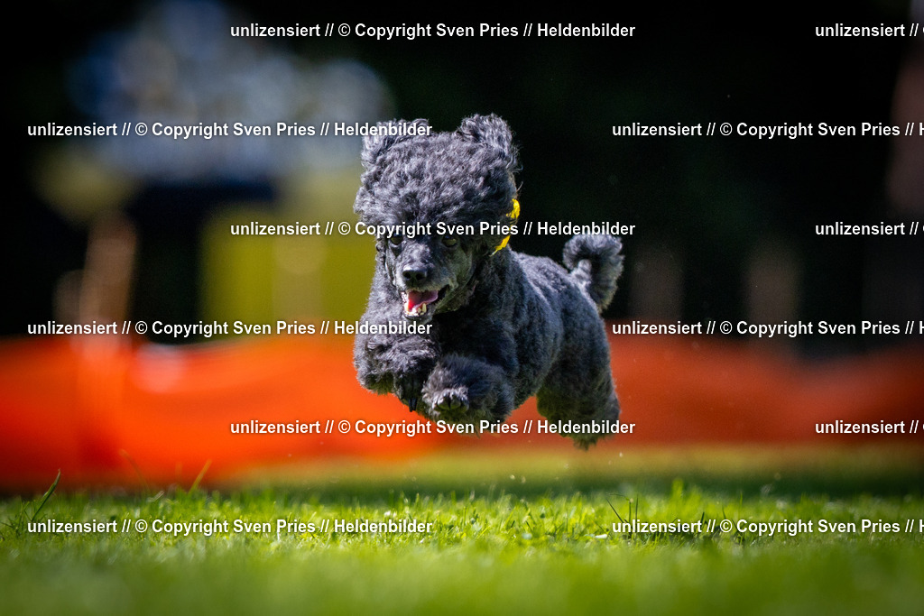 Sven Pries | 2025-08-10 - Hunderennen Durlach - Realisiert mit Pictrs.com