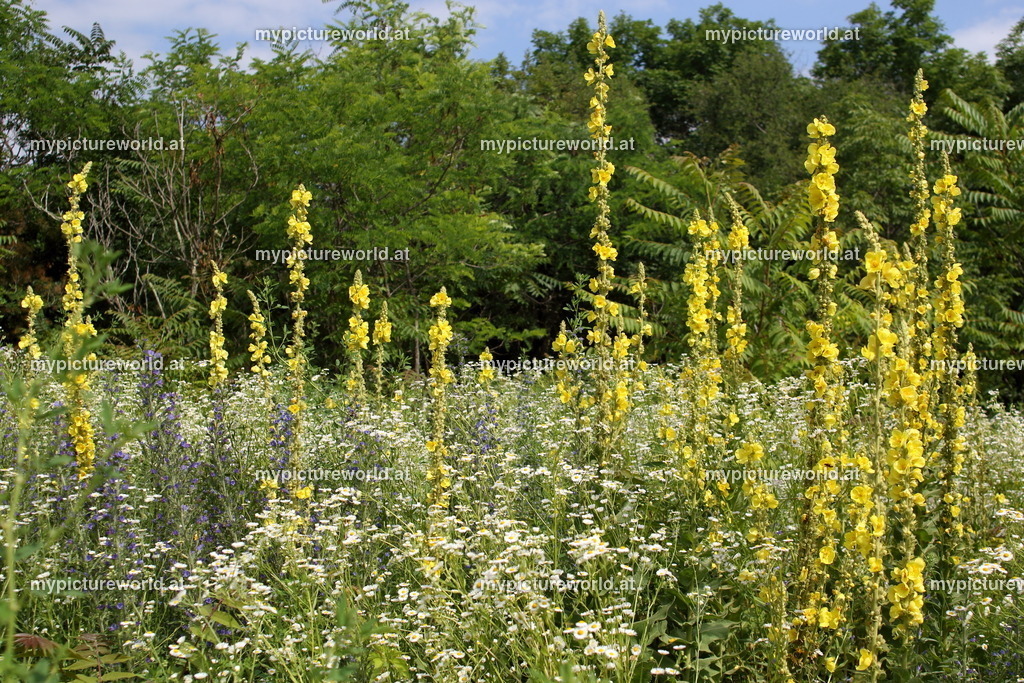 Großblütige Königskerze-016 | Das Bilderarchiv über Tiere, Planzen und Landschaften. In der Bilddatenbank finden Sie ein große Auswahl an hochwertigen Bilder für Ihre Werbung - Realisiert mit Pictrs.com