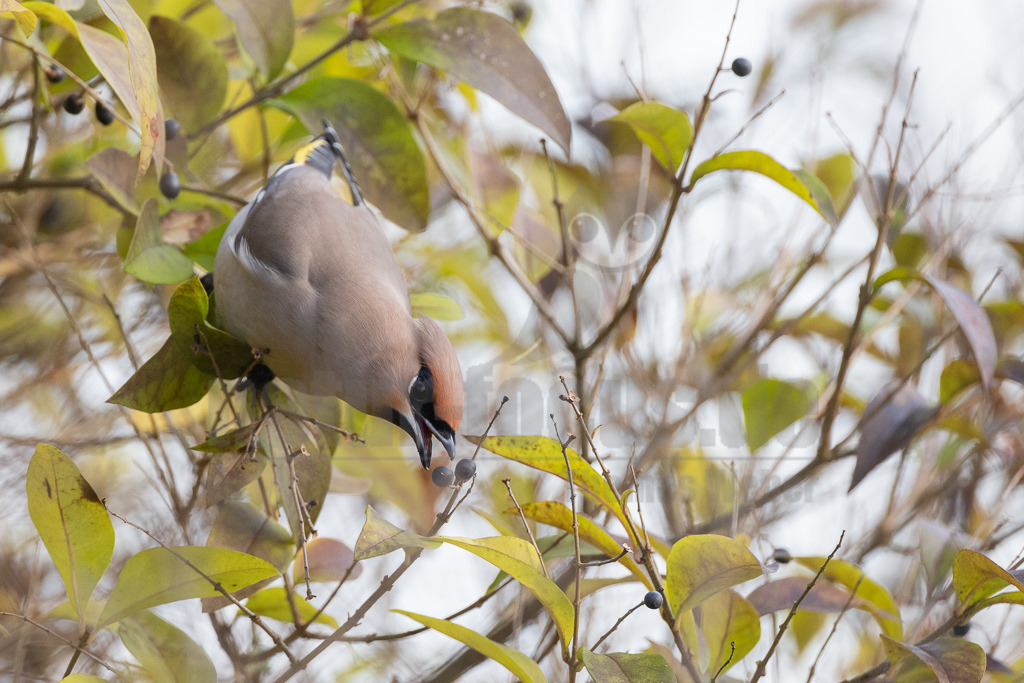 R5NF6742_20231216 | Seidenschwänze sind etwa Amsel große, kompakte Vögel mit kurzem Schnabel und Schwanz. Ihr Gefieder ist bräunlich-beige mit einem auffallend gelb-weißem Flügelmuster und einem gelben Schwanzende. Charakteristisch sind der rostbraune, spitze Federschopf am Kopf und die schwarze Augenmaske. Sein Gesang ist ein hohes, feines Sirren, wie eine kleine Klingel als Kontaktruf vor dem Abfliegen des Schwarmes, manchmal auch ein gedämpftes, quäkendes Rätschen. - Realisiert mit Pictrs.com