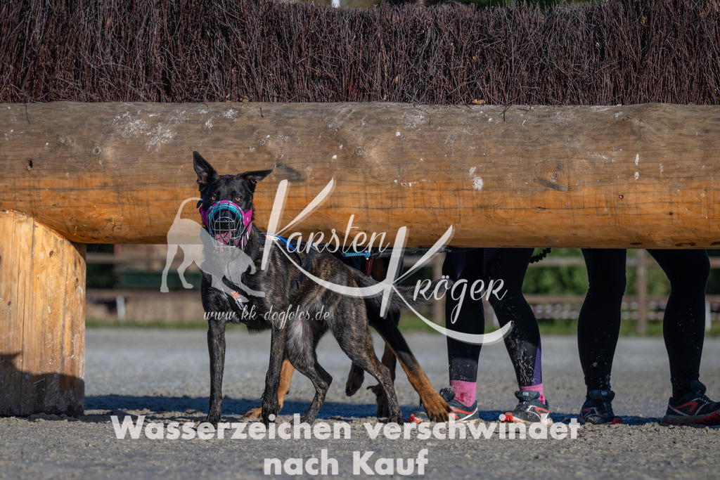 1034-_ZZ91695 | kk-dogfotos