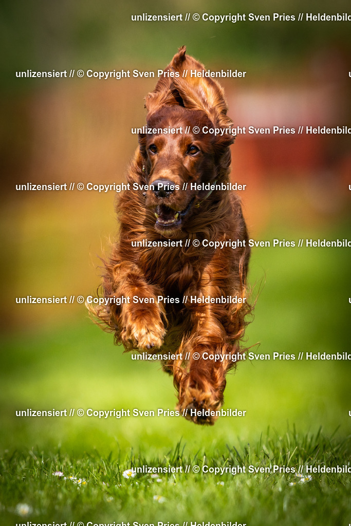 Sven Pries | 2025-04-13 - Hunderennen Baden-Baden - Realisiert mit Pictrs.com