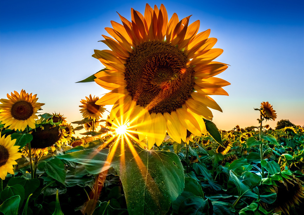 MPI_Blüten_0010 | Sonnenblume groß bei Altenheim - Realisiert mit Pictrs.com