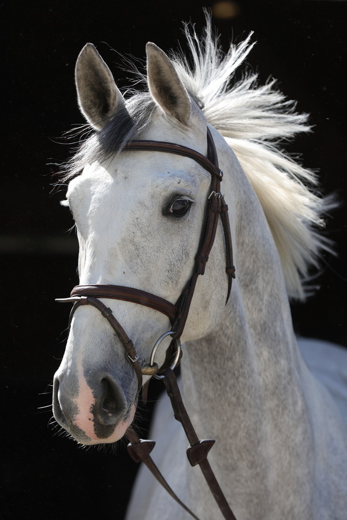 0P6A8890 | Willkommen bei Brunnmayr - Design & Fotografie – Ihrem Spezialisten für Reitturniere und Pferdeveranstaltungen in Oberösterreich, Salzburg und Bayern! Seit über 17 Jahren sind wir leidenschaftlich dabei.