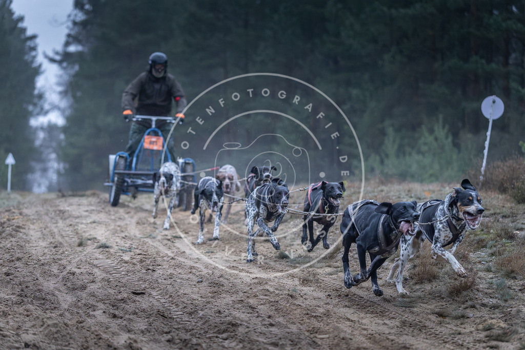 Pfotenfotografie_DV3A0122 | Hundefotografie, Tierfotograf, Pfotenfotografie, Fotoshooting Hund, Hunde Portrait, Hundesport, Hundeportraits, Heideshooting, Hunde, Sportfotograf, Hundefotograf, Turnierhundsport, THS,  - Realisiert mit Pictrs.com