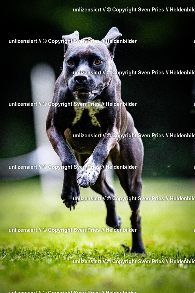 Sven Pries | 2025-10-03 - Hunderennen Obergrombach - Realisiert mit Pictrs.com