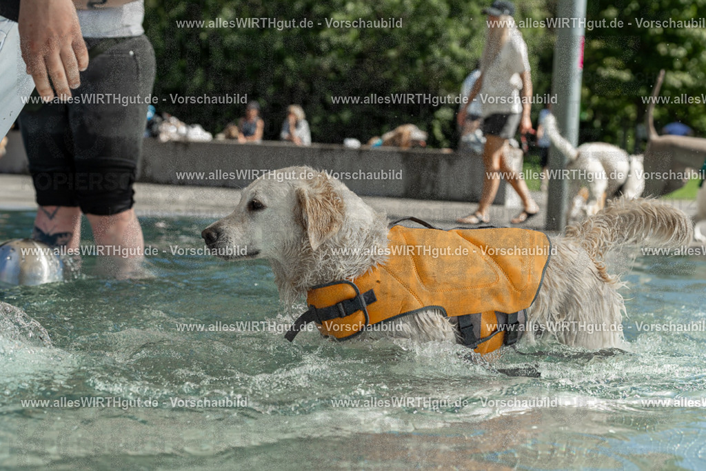Hundeschwimmen_Volksbad_2026-allesWIRTHgut_Tierfotografie-2609061339-7R500867 | Professionelle Tierfotografie in Mönchengladbach von Daniel Wirth (allesWIRTHgut). Liebevolle & natürliche Bilder von Hunden & Katzen für unvergessliche Erinnerungen.