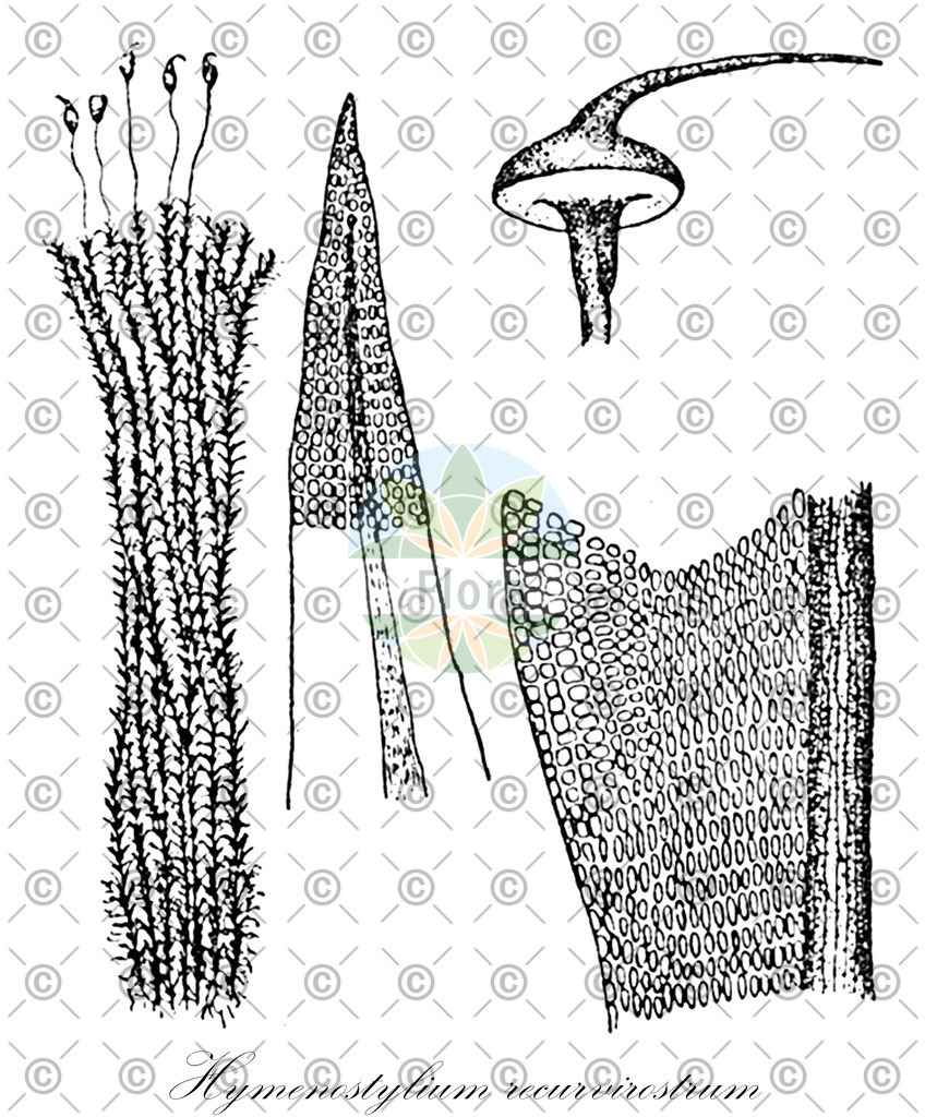 HistAbb_wfo-0000138661_1_ENZY_Simple | Historische Abbildung von Hymenostylium recurvirostrum - Pottiaceae | Historical Illustration of Hymenostylium recurvirostrum - Pottiaceae