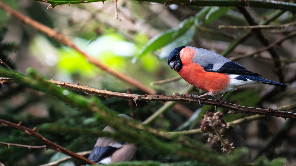 Gimpel in der Hecke | Dieses hochwertige Naturfoto zeigt einen farbenprächtigen männlichen Gimpel (auch Dompfaff genannt) in seiner natürlichen Umgebung. Der Vogel mit seinem leuchtend roten Brustgefieder, schwarzem Kopf und graublauem Rücken sitzt auf einem dornigen Zweig inmitten eines dichten Waldes. Im unscharfen Hintergrund sind weitere Äste und ein zweiter Gimpel leicht erkennbar, was die Szene besonders lebendig wirken lässt. Diese Aufnahme eignet sich ideal für Beiträge über heimische Vogelarten, Vogelfotografie, Naturbeobachtung oder als dekoratives Naturbild.