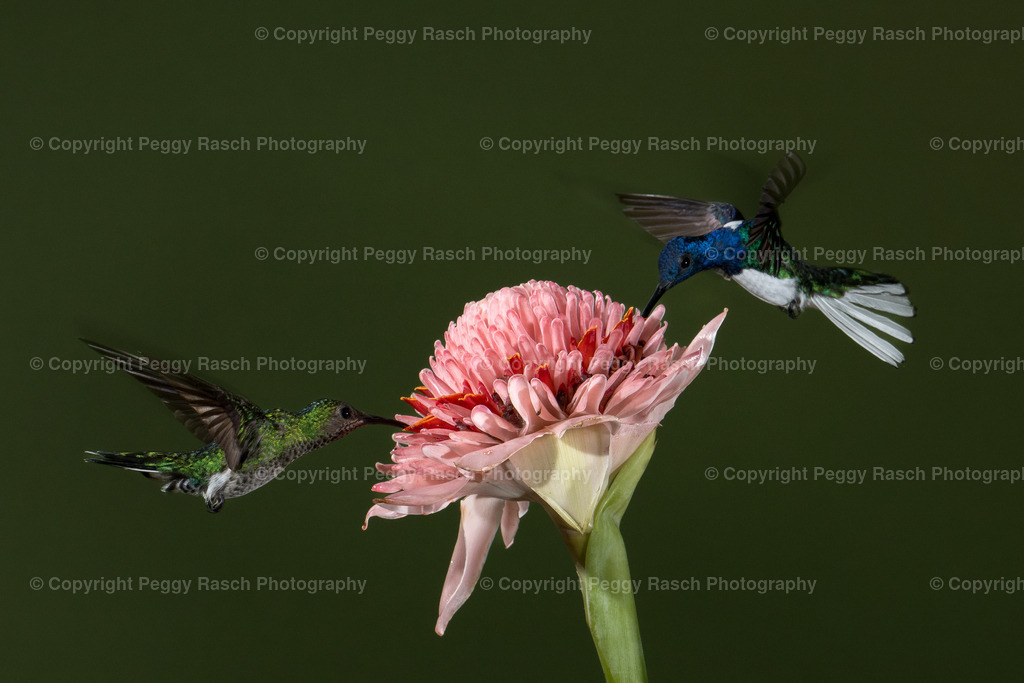 Kolibris (1 von 4) (4) | PeggyRaschPhotography - Realisiert mit Pictrs.com