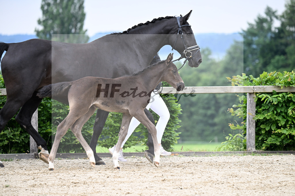 Kat-Nr. 14 Doubtless x Classe_HF_Cordes_14250172 | hf-fotografie - Realisiert mit Pictrs.com