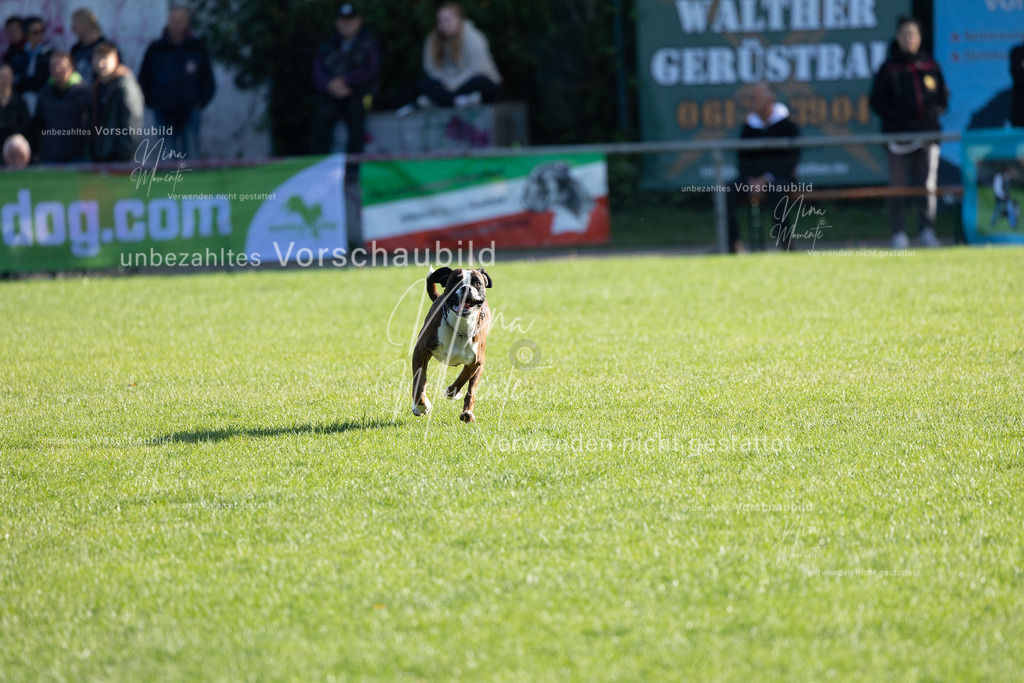 _16A5072 | Einzigartige Fotos von Hunden & Menschen –Actionfotos, Portraits, Vereinsaufnahmen & Paarshootings – authentisch, lebendig & mit Herz.