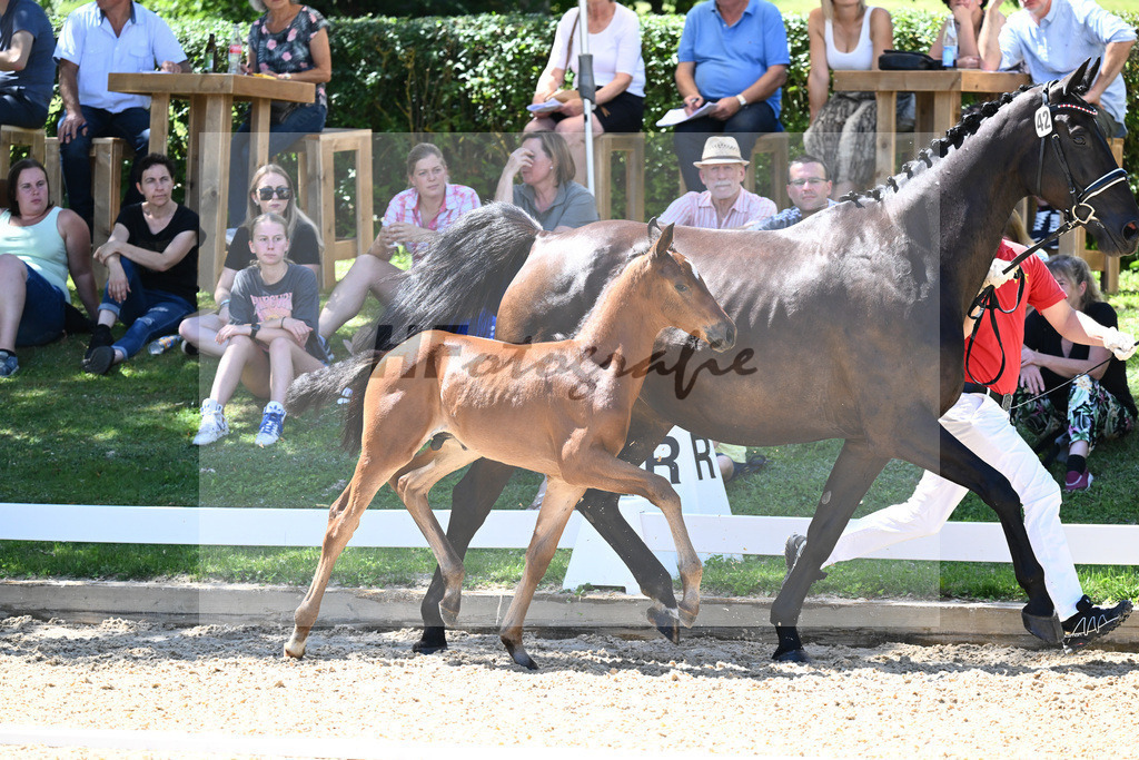 Kat-Nr. 42 HF DSP Va Bene x Placido_Hager_27230661 | hf-fotografie - Realisiert mit Pictrs.com