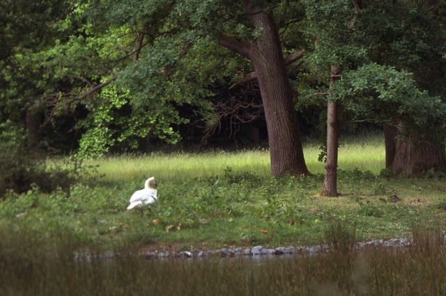 Schwan beim Landgang | Verkauf von Fotos und  Videoclips zumThema Natur.Motive sind Pflanzen, Tiere, Landschaftenund Wetter