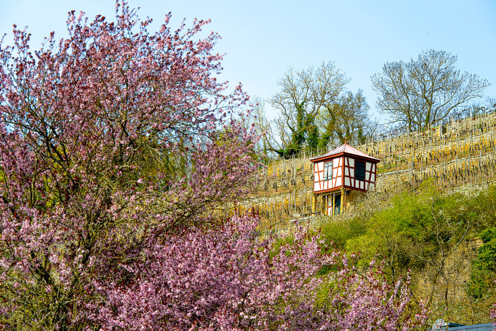 Frühlingszauber in den Weinbergen von Meisenheim | Ein Rosatraum läutet den Frühling am Glan ein: Ein prächtig blühender Mandelbaum hüllt den Vordergrund in ein zartes Blütenmeer. Dahinter schmiegt sich ein idyllischer Weinbergsteilhang empor, gekrönt von einem historischen Fachwerkhäuschen, das malerisch aus den Reben hervorragt. Unter strahlend blauem Himmel verbindet dieses Motiv die blühende Leichtigkeit der Natur mit der gelebten Weinkultur der Region. Ein idyllischer Anblick, der Lust auf sonnige Frühlingsspaziergänge und ein gutes Glas Wein weckt. - Realisiert mit Pictrs.com