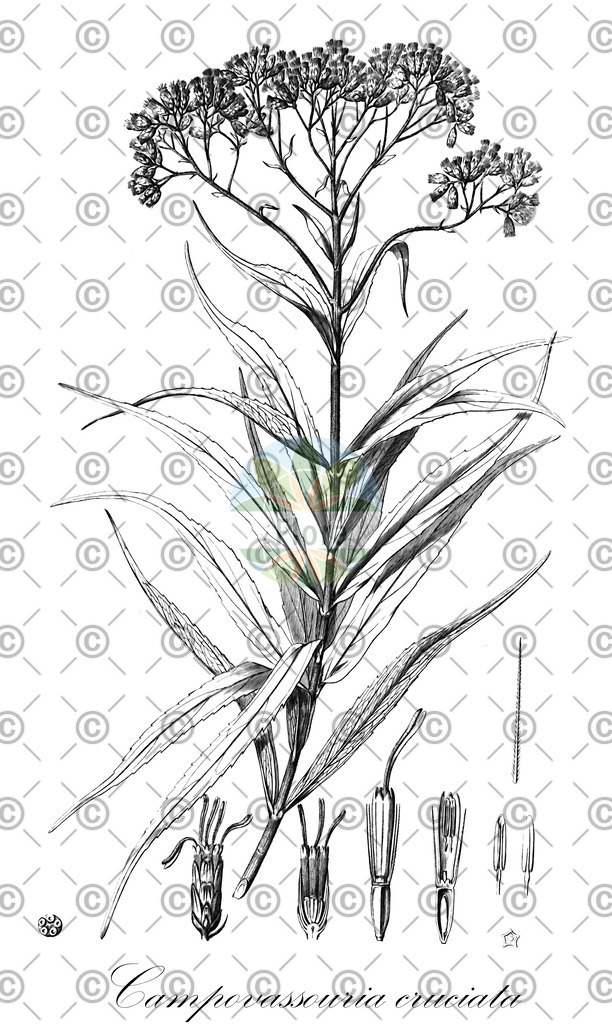 HistAbb_wfo-0000174013_1_ENZY_Simple | Historische Abbildung von Campovassouria cruciata - Asteraceae | Historical Illustration of Campovassouria cruciata - Asteraceae