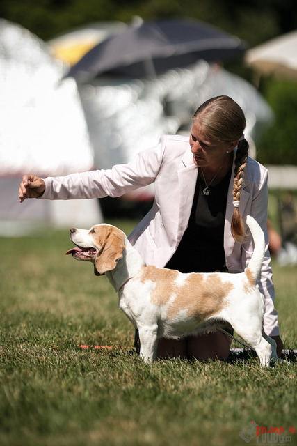 CACIB Aarau | CACIB Aarau, Swiss Dog Show  29062025 Foto: Leo Wyden