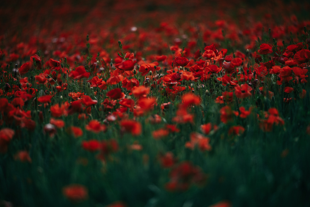Mohnfeld | Simone Sonderegger Photography