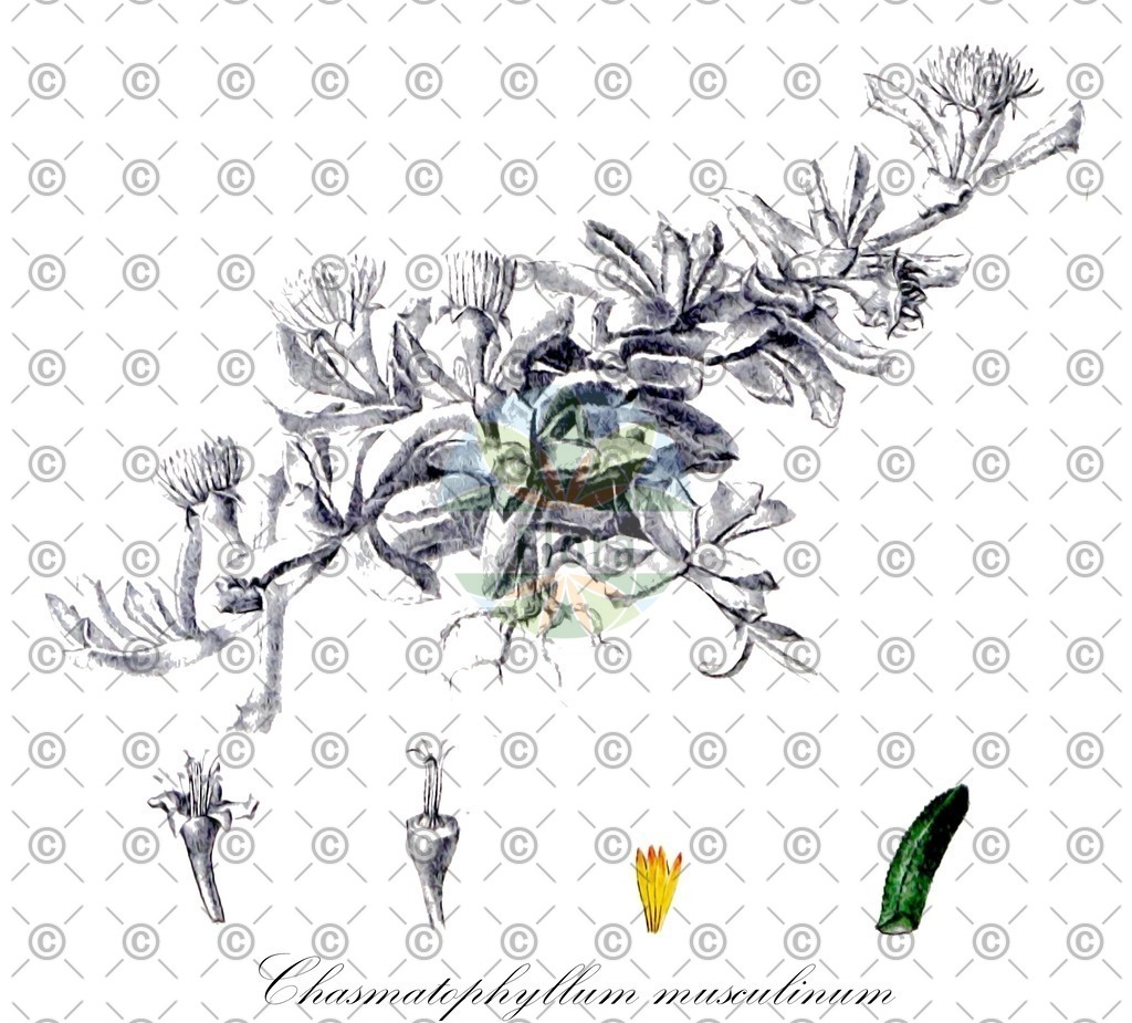 HistAbb_wfo-0000859200_1_ENZY_Simple | Historische Abbildung von Chasmatophyllum musculinum - Aizoaceae | Historical Illustration of Chasmatophyllum musculinum - Aizoaceae